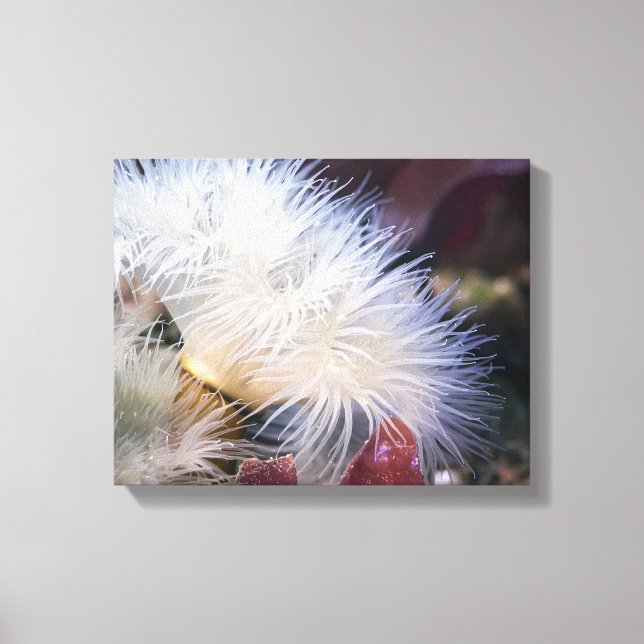 Federanemone - Eingewickelte Leinwand (Vorderseite)
