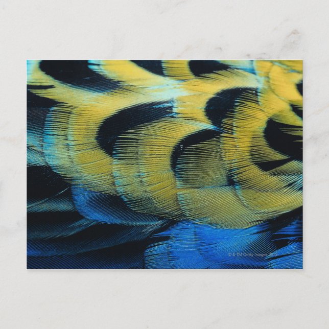 Federfläche 4 postkarte (Vorderseite)