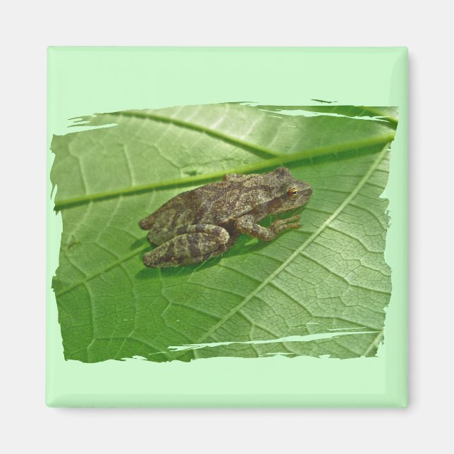 Federhalter (Pseudacris-Kreuzleger) Treefrog-Eleme Magnet (Vorne)