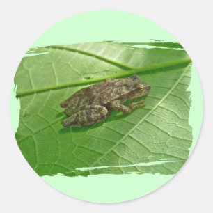Federhalter (Pseudacris-Kreuzleger) Treefrog-Eleme Runder Aufkleber