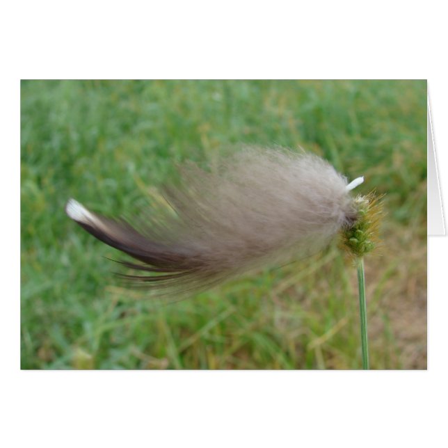 Federkleben auf Gras (Vorderseite (Horizontal))