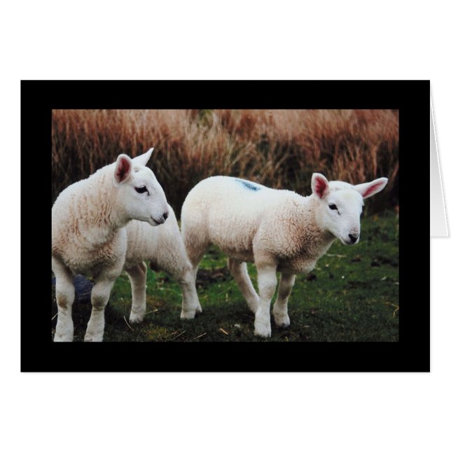 Federlamm (Vorderseite (Horizontal))