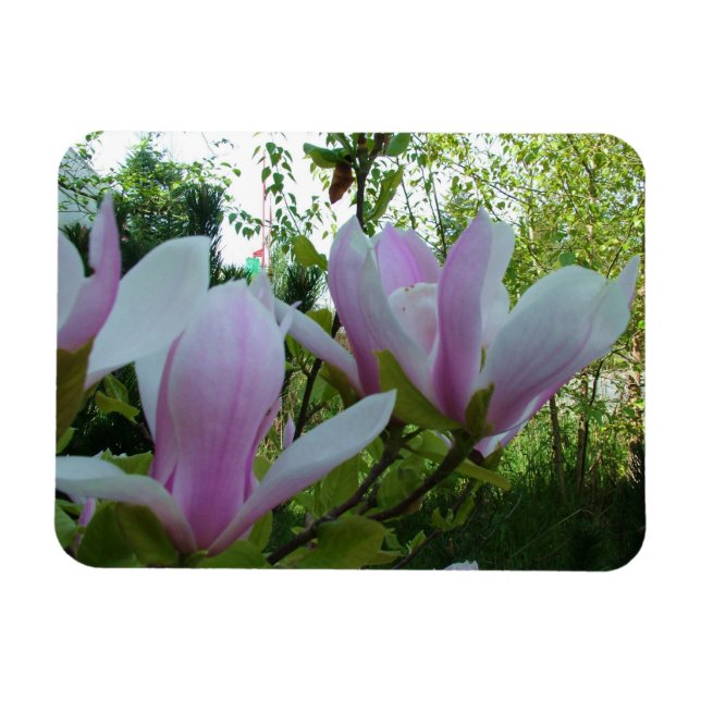 Federlicht lila magnolische Blume Magnet (Horizontal)