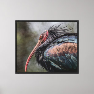 Federn der Intrige Stretch Canvas Print Leinwanddruck