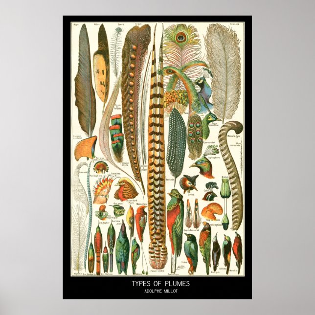 Federn Poster (Vorne)
