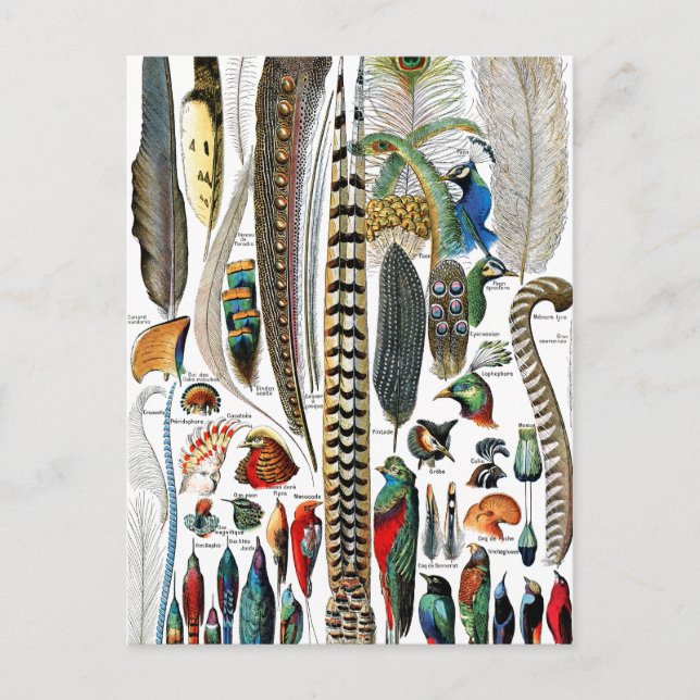 Federn von Adolphe Millot Postkarte (Vorderseite)