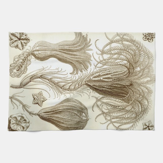 Federsterne Ernst Haeckels Crinoidea Handtuch (Horizontal)