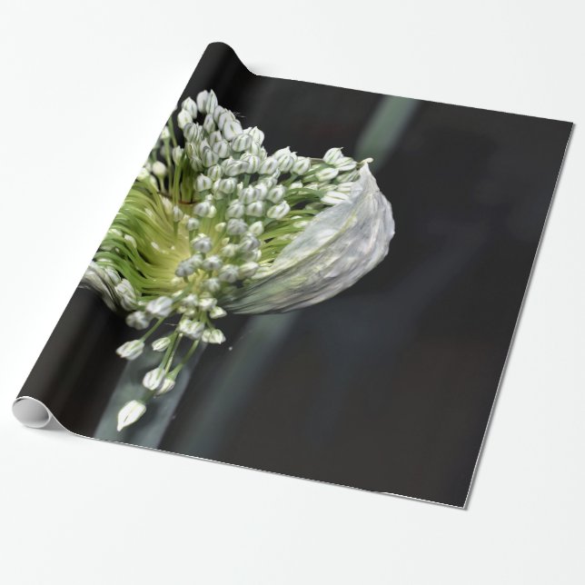 Federzwiebel Geschenkpapier (Ungerollt)