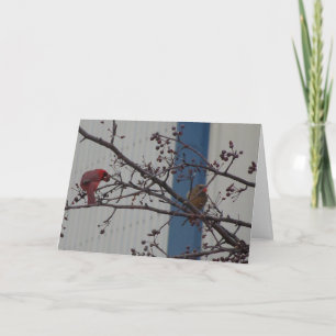 Feeding Cardinals, Happy Anniversary Karte