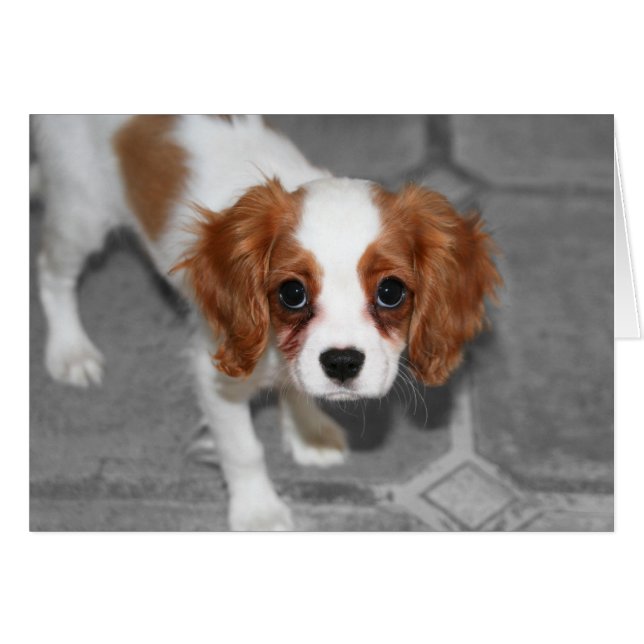Feel Better Cavalier King Charles Spaniel Card (Vorderseite (Horizontal))