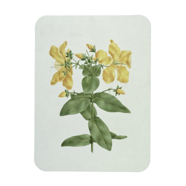 Feel-Fetch (Hypericum quartinianum) (w/c über Gram Magnet (Vertikal)