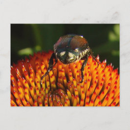 Fehler bei Blume schließen Postkarte