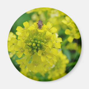 Fehler bei der Blume Magnet