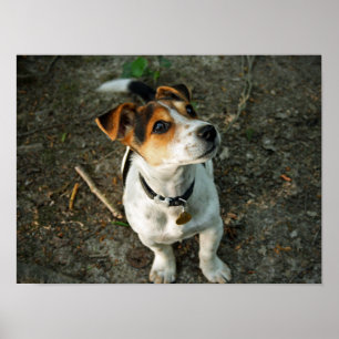 Fehler in Woods Poster