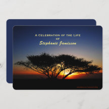 Feier des Lebens, einsamer Akazienbaum bei Sonnena