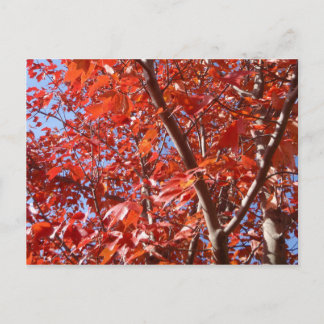 Feierliche Herbstpostkarte Postkarte