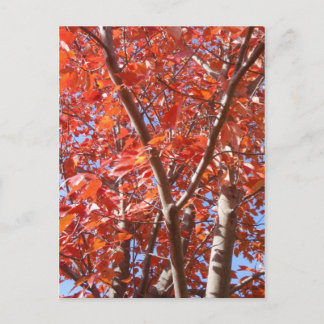 Feierliche Herbstpostkarte Postkarte