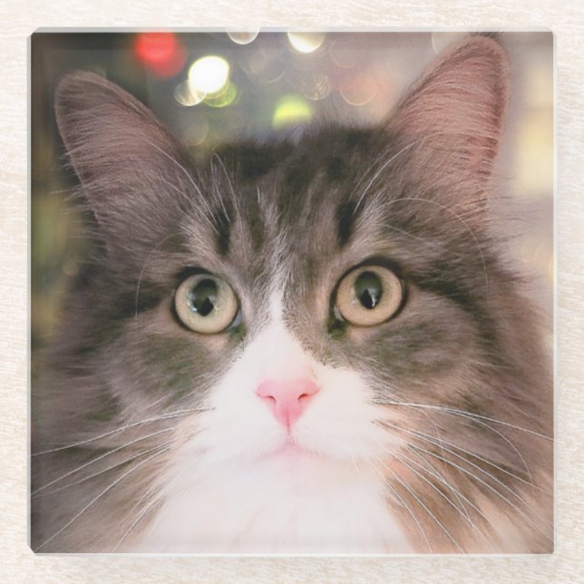 Feiertags-Katzen-Glas-Untersetzer Glasuntersetzer (Vorderseite)