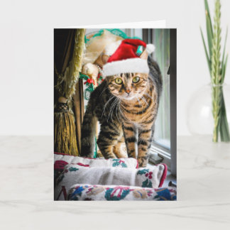 Feiertags-Katzen-Gruß-Karte Feiertagskarte