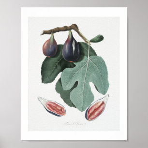 Feige (Ficus Carica) aus Pomona Italiana Poster