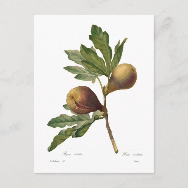 Feige Postkarte (Vorderseite)