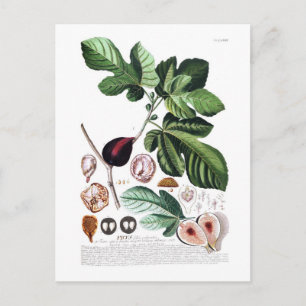 Feige Postkarte