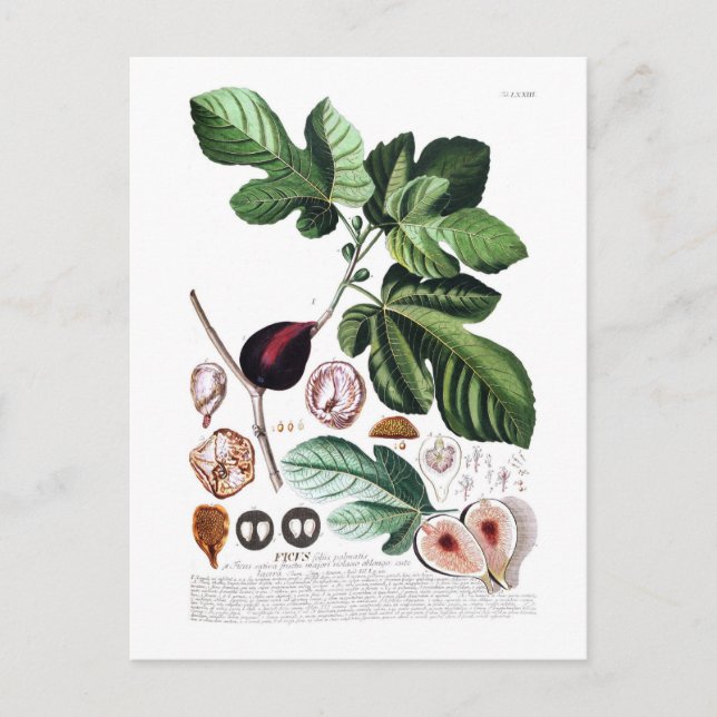 Feige Postkarte (Vorderseite)
