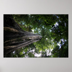 Feigenbaum im Tangkoko Regenwald von Sulawesi Poster