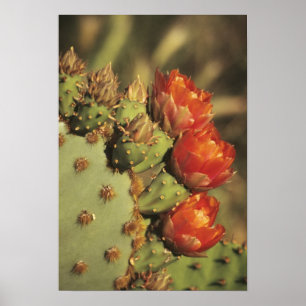 Feigenkaktus in Blüte, Arizona-Sonora 2 Poster