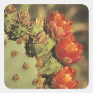 Feigenkaktus in Blüte, Arizona-Sonora 2 Quadratischer Aufkleber