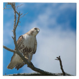 Feilbieten Sie auf der Jagd große 6 x Foto-Fliese Fliese