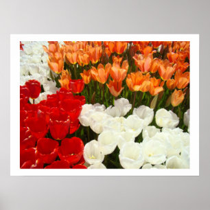 Feine Kunst druckt Tulpe-Blumen-Natur-Fotografie Poster