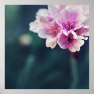 Feine rosa Blume Makro Abstrakt Poster