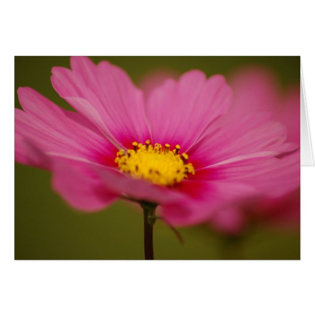 Feine Rosa Blüte (Vorderseite (Horizontal))