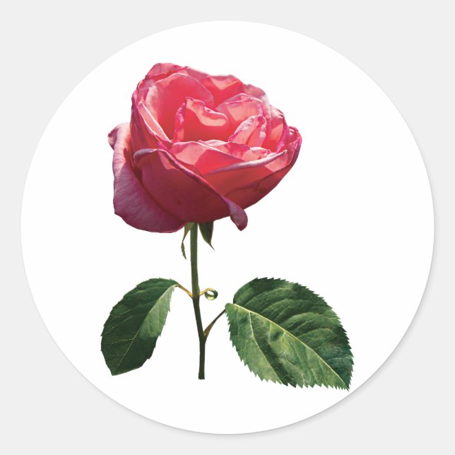 Feine rosa Rosenknospe Runder Aufkleber (Vorderseite)