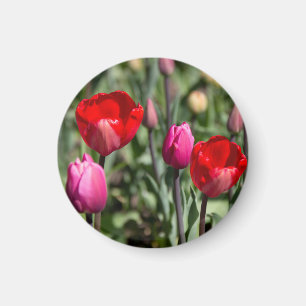 Feine rote und lila Tulpen Magnet