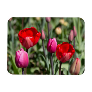 Feine rote und lila Tulpen Magnet
