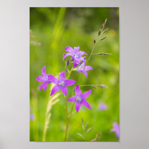 Feine violette Blumen auf dem Feld Poster