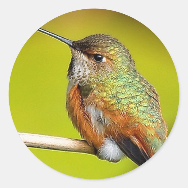Feisty Little Girl: Rufous Hummingbird Runder Aufkleber (Vorderseite)