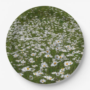 Feld aus Margeriten Alaskas Wildblumen Pappteller