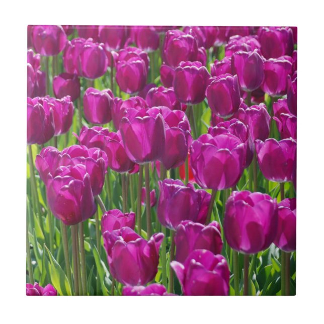 Feld aus violetten Tulpen Fliese (Vorderseite)