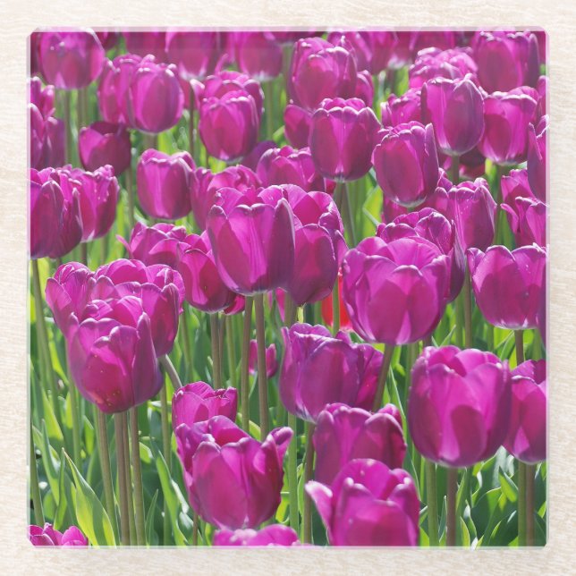 Feld aus violetten Tulpen Glasuntersetzer (Vorderseite)