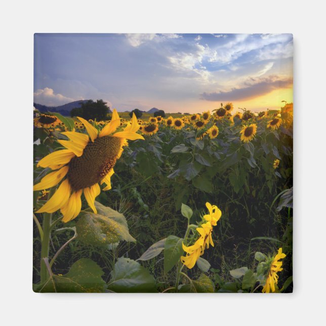Feld blühender Sonnenblumen Magnet (Vorne)
