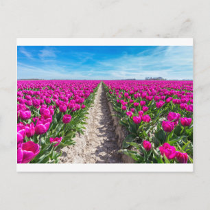 Feld Blume mit lila Tulpen und Pfad Postkarte