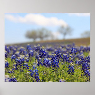 Feld der Bluebonnets Poster