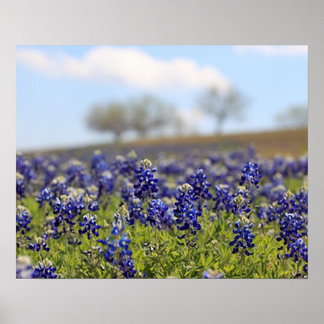 Feld der Bluebonnets Poster (Vorne)