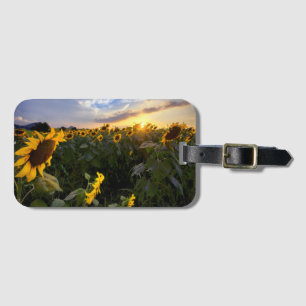 Feld der blühenden Sonnenblumen Gepäckanhänger
