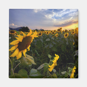 Feld der blühenden Sonnenblumen Magnet