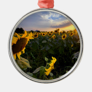 Feld der blühenden Sonnenblumen Ornament Aus Metall
