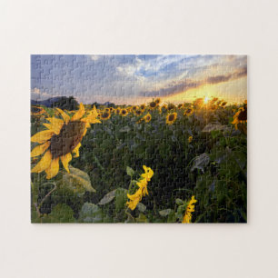 Feld der blühenden Sonnenblumen Puzzle